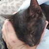 Baby Kater Claudia Spende